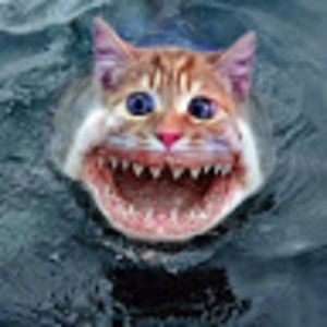 Meet your Posher, Shane